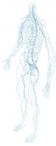 NervousAnatomy